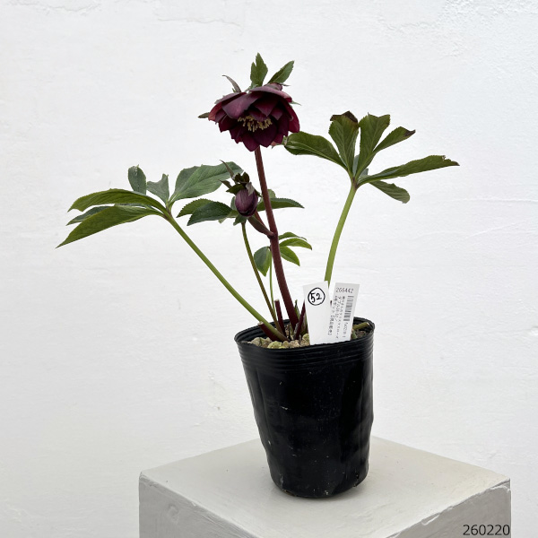 園芸ネット本店｜細川さんのクリスマスローズ：ダブル26-52／4号ポット