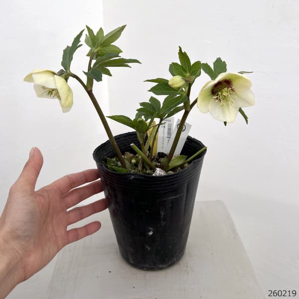 園芸ネット本店｜高正園さんのクリスマスローズ：26-12シングル／4.5号