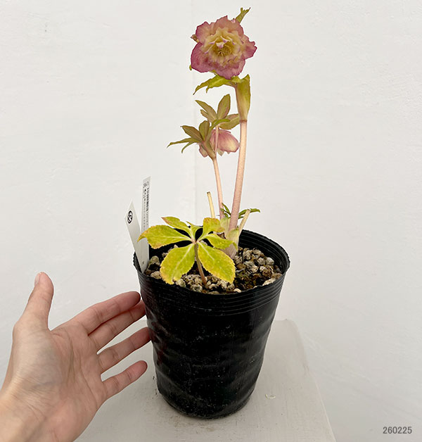 園芸ネット本店｜○高正園さんのクリスマスローズ：26-15ダブル／4.5号