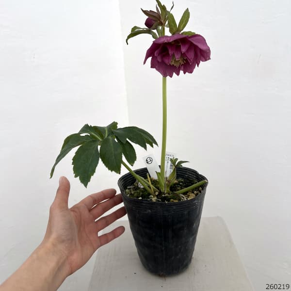 園芸ネット本店｜高正園さんのクリスマスローズ：26-22ダブル／4.5号