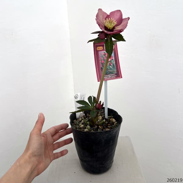 園芸ネット本店｜高正園さんのクリスマスローズ：26-25シングル