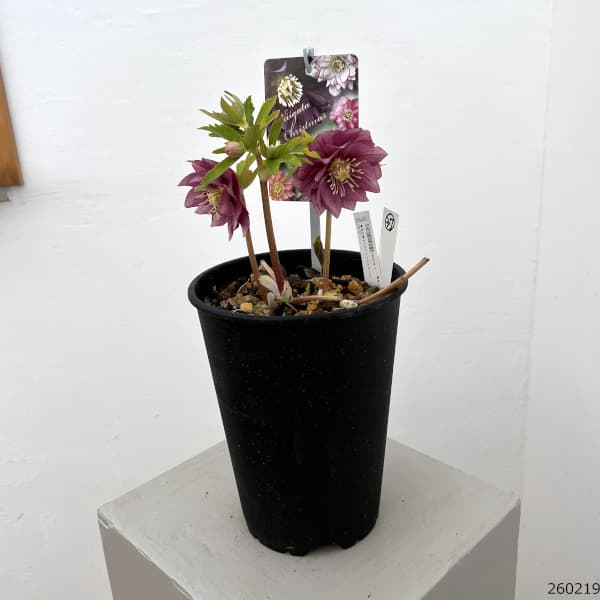 園芸ネット本店｜高正園さんのクリスマスローズ：26-37ダブル／5号