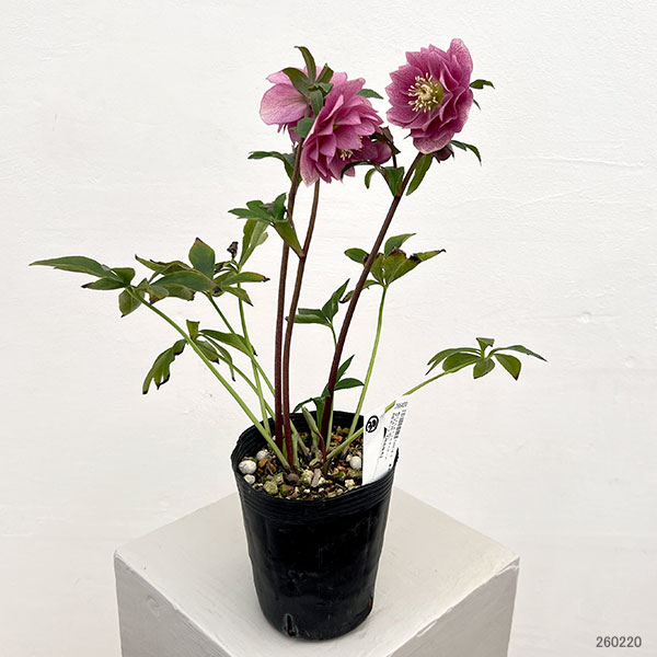 園芸ネット本店｜細川さんのクリスマスローズ：ダブル26-30／4号ポット