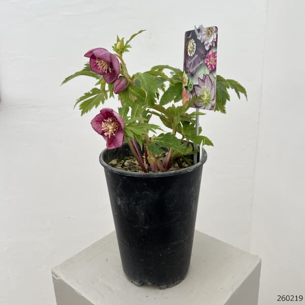 園芸ネット本店｜高正園さんのクリスマスローズ：26-47セミダブル／5号