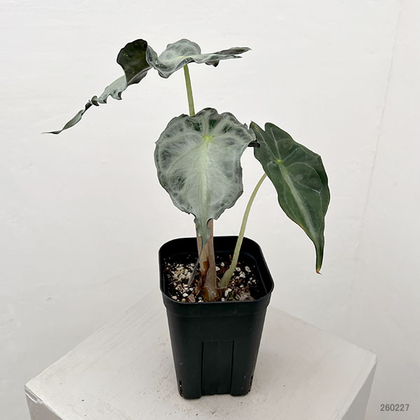 園芸ネット本店｜アロカシア：ヴェノム 3.5号ポット26-03 の通販【公式】