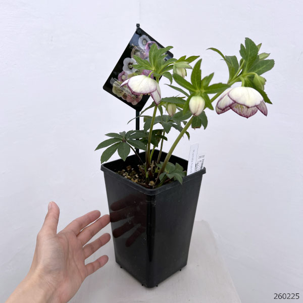 園芸ネット本店｜クリスマスローズ：セレクトシングル26-29 H.viridis