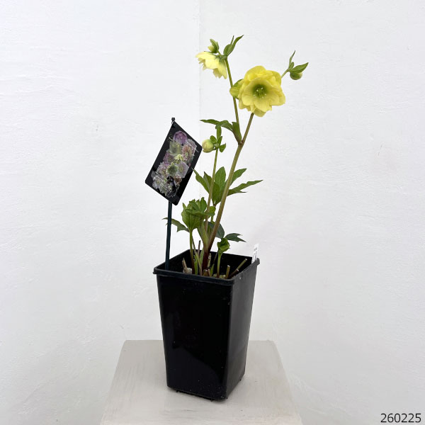 園芸ネット本店｜クリスマスローズ：セレクトダブル26-96／1.5Lポット