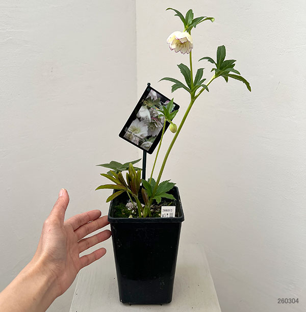 園芸ネット本店｜クリスマスローズ：スウィングダブル26-25／1.5L