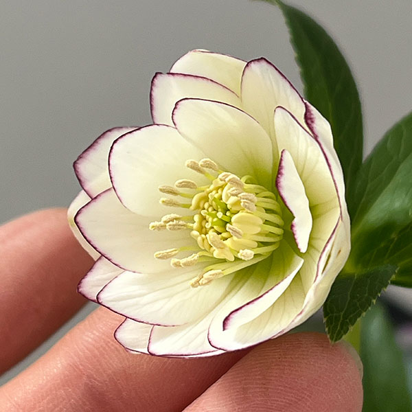 園芸ネット本店｜クリスマスローズ：スウィングダブル26-25／1.5L