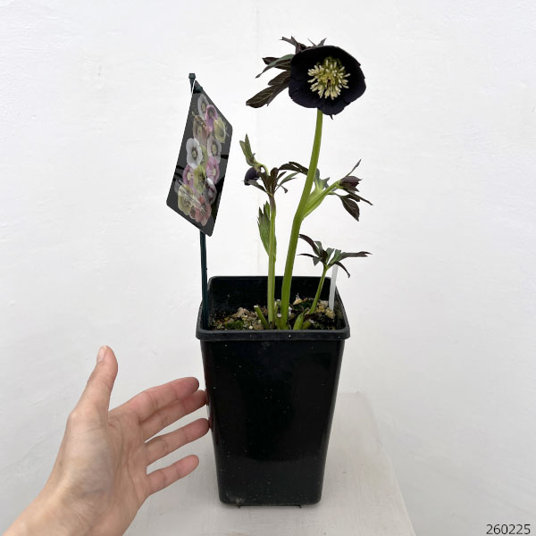 園芸ネット本店｜クリスマスローズ：セレクトシングル26-33／1.5L