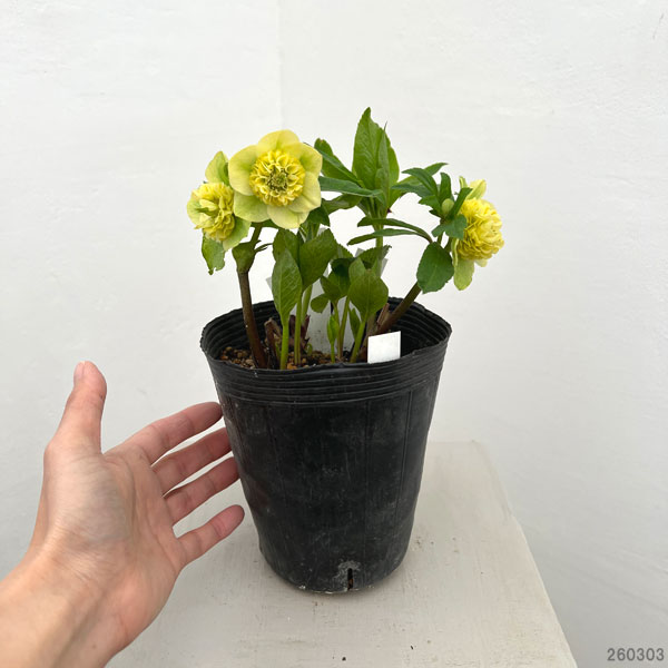 園芸ネット本店｜加藤農園さんのクリスマスローズ：26-03モーリー／4.5