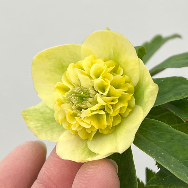 園芸ネット本店｜加藤農園さんのクリスマスローズ：26-03モーリー／4.5