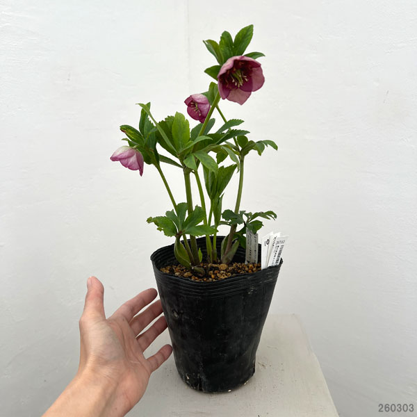 園芸ネット本店｜加藤農園さんのクリスマスローズ：26-10グロッシー