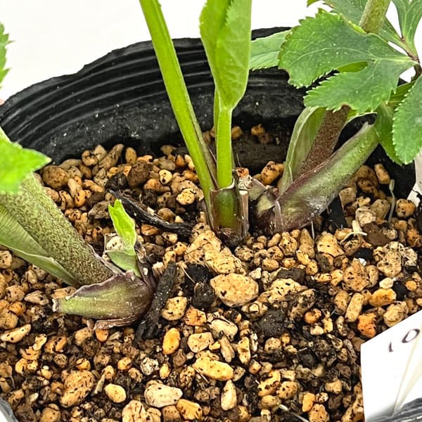 園芸ネット本店｜加藤農園さんのクリスマスローズ：26-10グロッシー