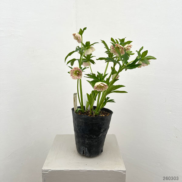 園芸ネット本店｜加藤農園さんのクリスマスローズ：26-07