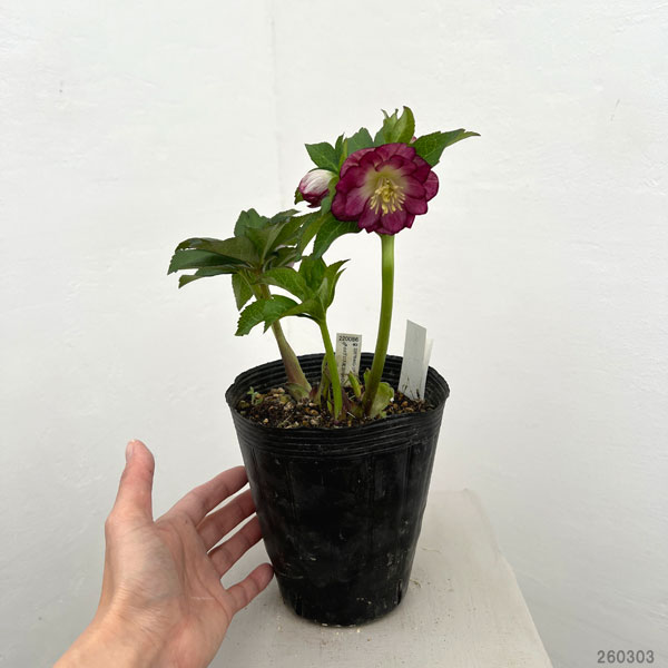 園芸ネット本店｜加藤農園さんのクリスマスローズ：26-09グロッシー