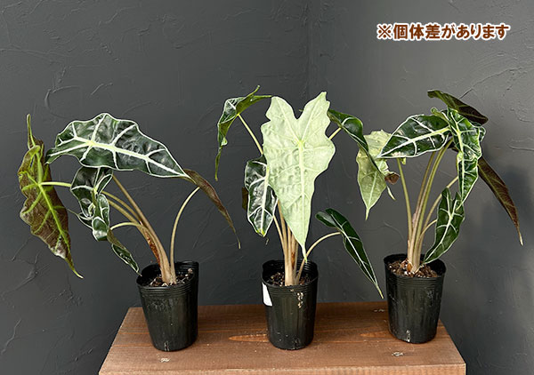 園芸ネット本店｜アロカシア：アマゾニカホーリーピンク斑入り 3号