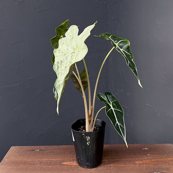 園芸ネット本店｜アロカシア：アマゾニカホーリーピンク斑入り 3号