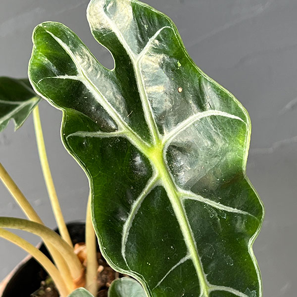 園芸ネット本店｜アロカシア：アマゾニカホーリーピンク斑入り 3号