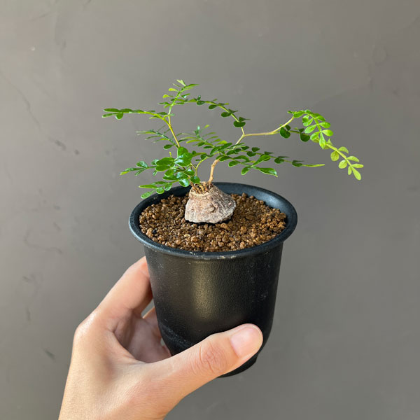 園芸ネット本店｜オペルクリカリア：パキプス（根挿し） 3号鉢植え の