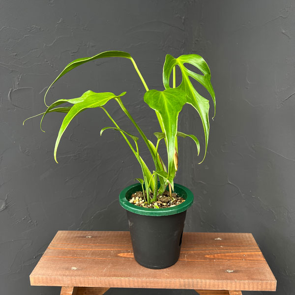 園芸ネット本店｜モンステラ：バールマルクスフレーム 5号鉢植え25-02