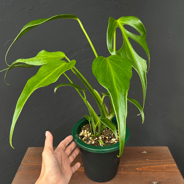 園芸ネット本店｜モンステラ：バールマルクスフレーム 5号鉢植え25-02