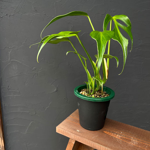 園芸ネット本店｜モンステラ：バールマルクスフレーム 5号鉢植え25-02