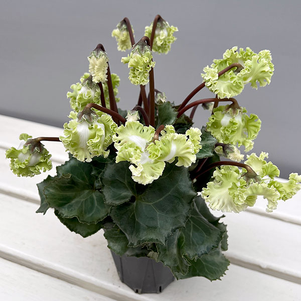 園芸ネット本店｜シクラメン（ミニ）：広原園さん変り咲き（25-08