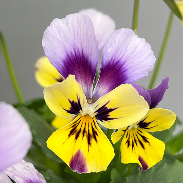 園芸ネット本店｜ビオラ：ロカハーツ ラビットウィングス3.5号ポット