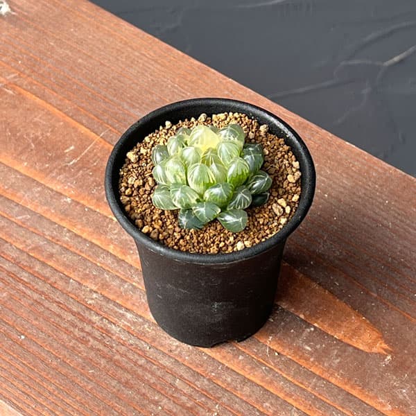 ご*！様 ブルーレイオブツーサ錦 超美株 ハオルチア 観葉植物 27 ご