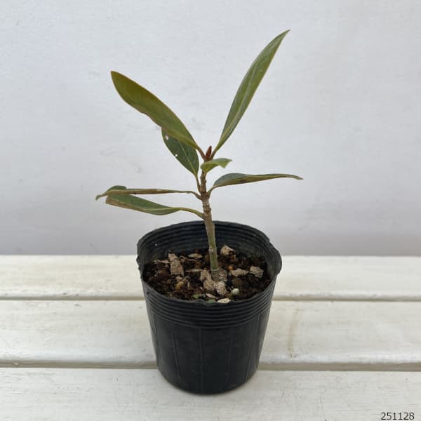 園芸ネット本店｜タイサンボク：ケイパレス3号ポット の通販【公式】