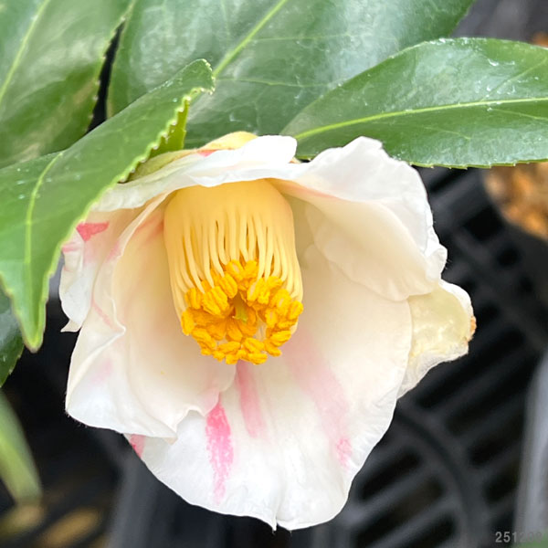 園芸ネット本店｜ツバキ（椿）：秋一番 4号ポット の通販【公式】