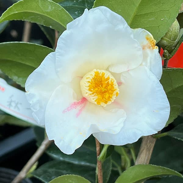 園芸ネット本店｜ツバキ（椿）：秋一番 4号ポット の通販【公式】