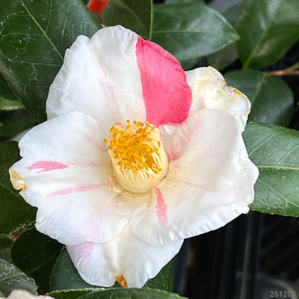 園芸ネット本店｜ツバキ（椿）：秋一番 4号ポット の通販【公式】