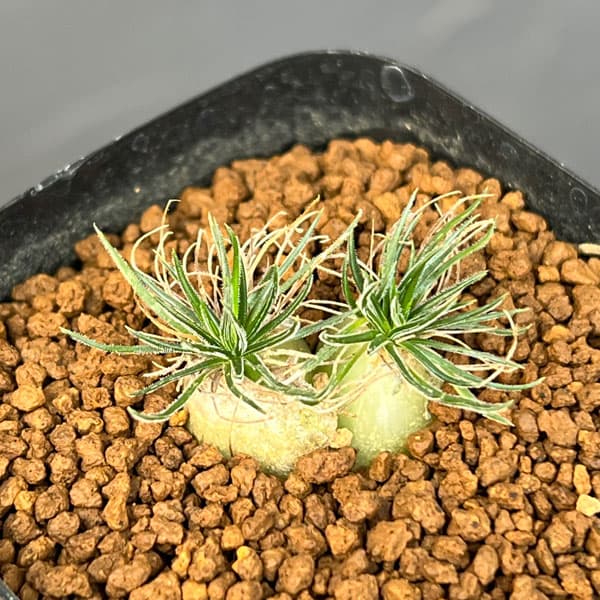 園芸ネット本店｜オーニソガラム：サルディエミー 2.5号鉢植え の通販