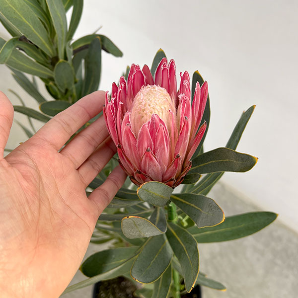 園芸ネット本店｜プロテア：ピンククリーム 7号鉢植え25-02 の通販【公式】