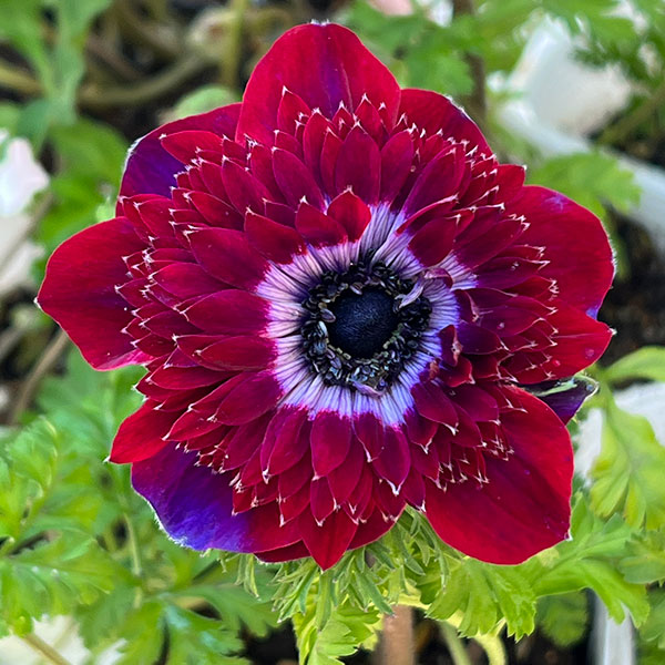 園芸ネット本店｜アネモネ：ファネモス ダブルルージュ3.5号ポット の