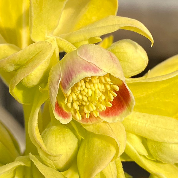 園芸ネット本店｜松村ナーセリーさんのクリスマスローズ（原種系