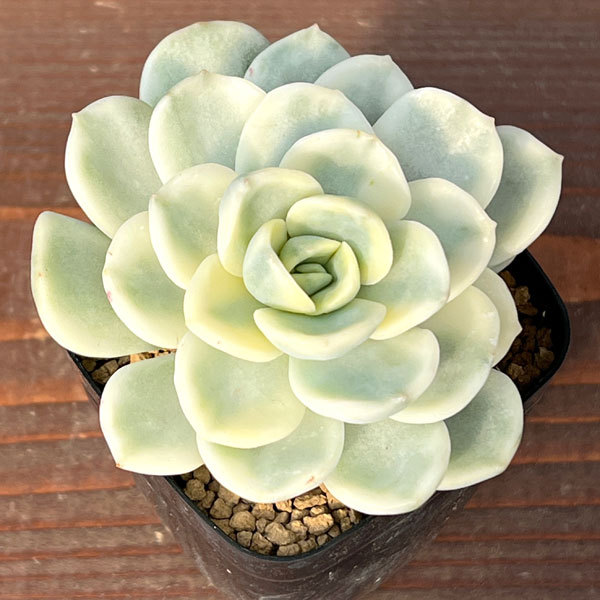 園芸ネット本店｜エケベリア：フレンドシップ錦 2.5号ポット の通販