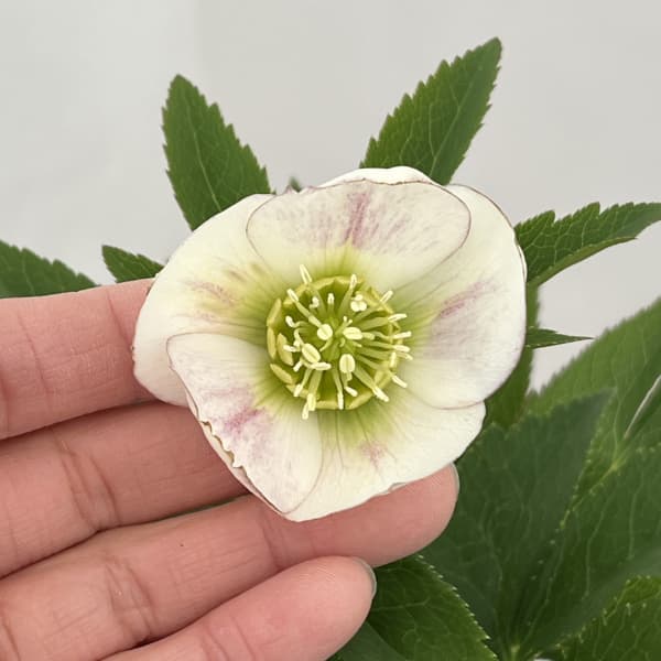 園芸ネット本店｜クリスマスローズ：セレクトシングル26-05／1.5L