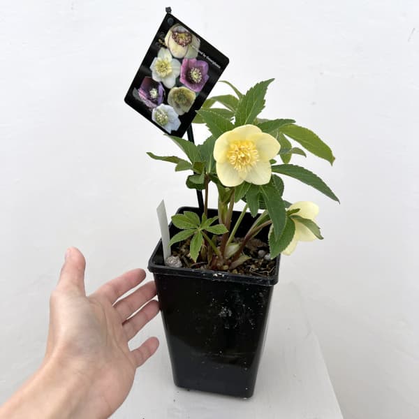 園芸ネット本店｜クリスマスローズ：セレクトセミダブル26-10／1.5L