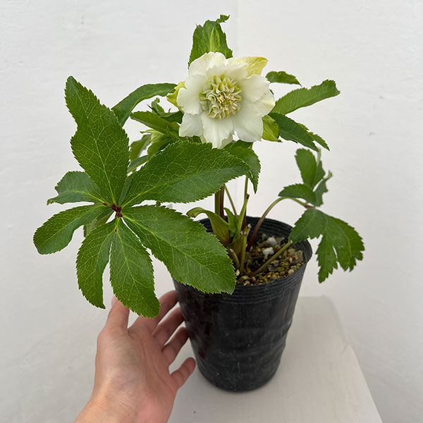 クリスマスローズ 開花株 シャルウィダンス ホワイト 太めネクタリ