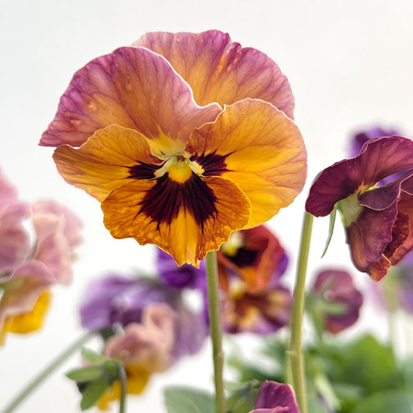 園芸ネット本店｜ビオラ：宮崎ビオラ（吉村農園さん）26-05ここ小春