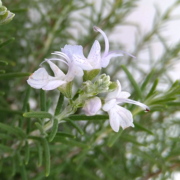園芸ネット本店｜ローズマリー（立性）：マジョルカピンク7号ポット の