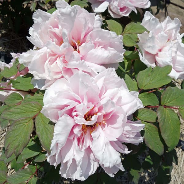 園芸ネット本店｜牡丹（ぼたん）：吉野川（よしのがわ）3～4年生苗8号