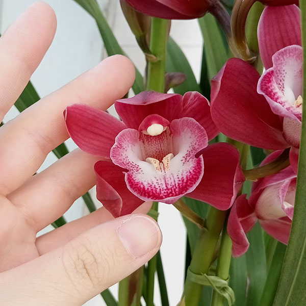 園芸ネット本店｜シンビジウム：ワインシャワー3本立アーチ仕立て4号