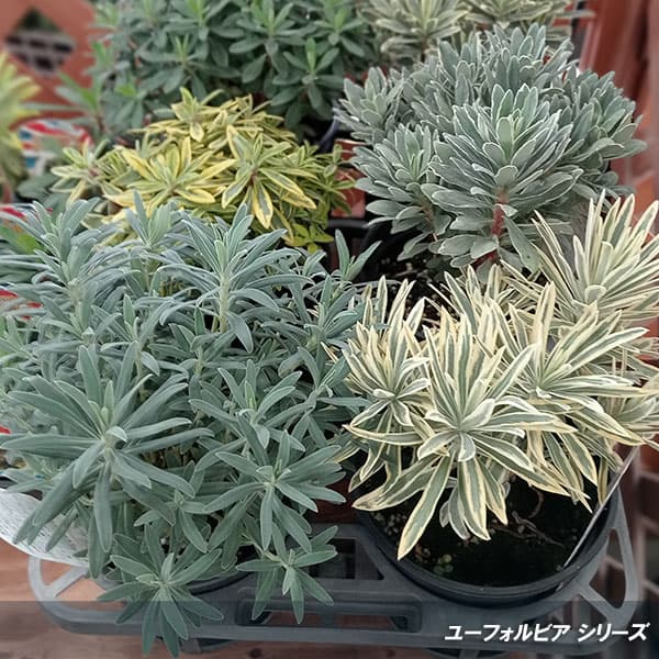 園芸ネット本店｜ユーフォルビア：タスマニアンタイガー5号鉢植え の