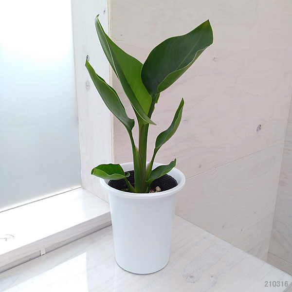 園芸ネット本店｜ストレリチア：オーガスタ4号鉢入り の通販【公式】