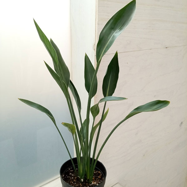 園芸ネット本店｜ストレリチア：ユンケア（ノンリーフ) 直径10.5cm