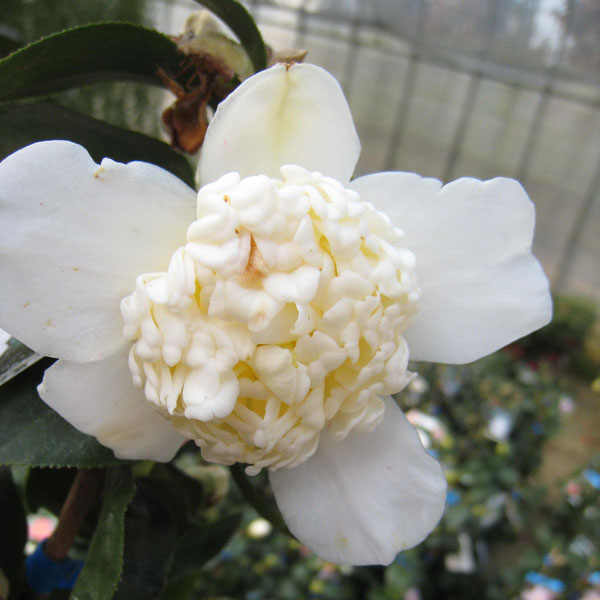 園芸ネット本店｜ツバキ（椿）：白卜伴（しろぼくはん）4号ポット の